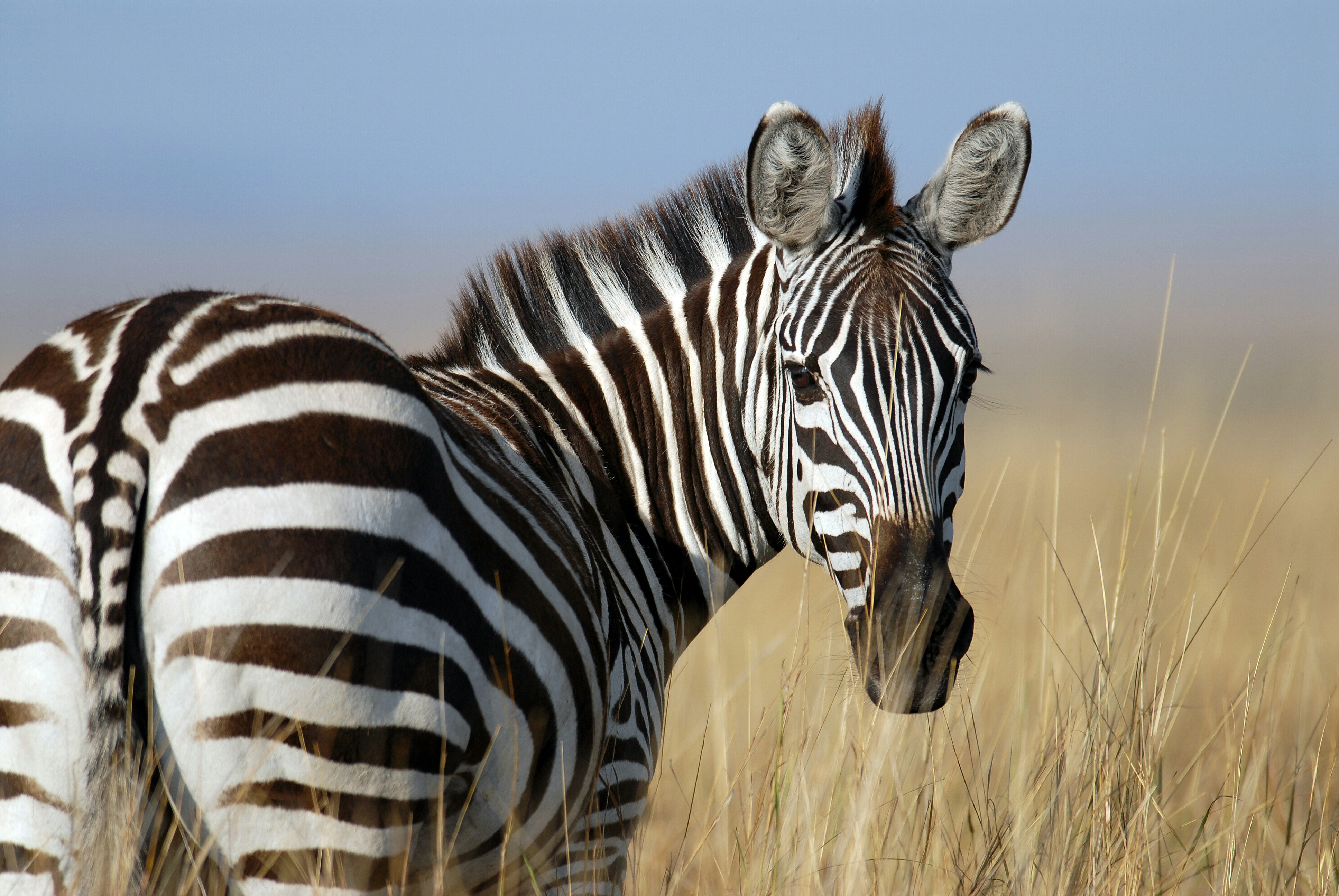 Foto van een zebra